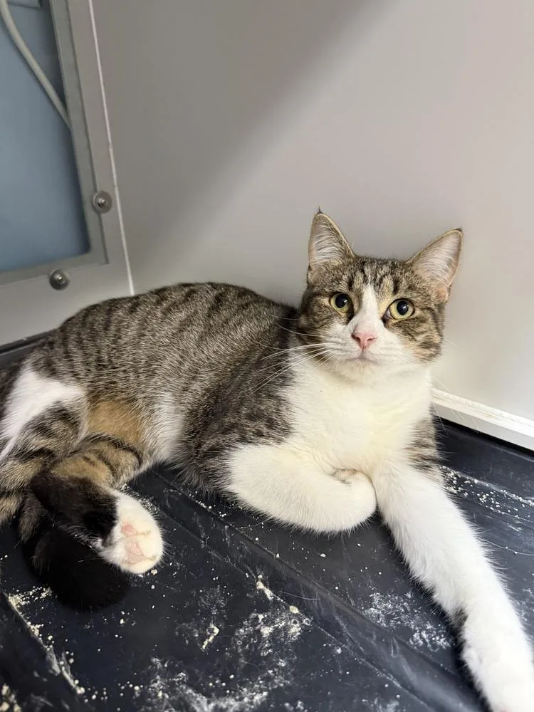 An adult medium-sized male Domestic Short Hair cat named David Bowie for adoption in West Mifflin, PA