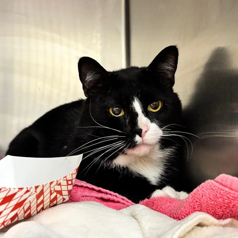 An adult large-sized male Black Domestic Short Hair cat named Tank for adoption in Birmingham, AL