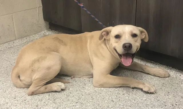 A young large-sized female Labrador Retriever dog named Lace for adoption in Conroe, TX