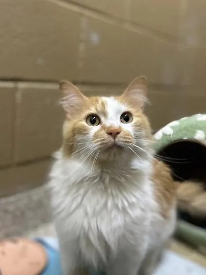 An adult extra large-sized male Domestic Long Hair cat named Tempo for adoption in Munster, IN