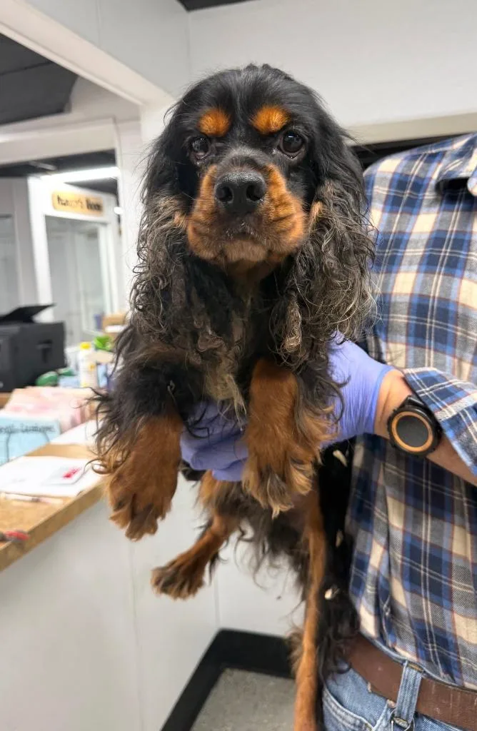 An adult small-sized male Cocker Spaniel dog named Danger for adoption in Thompson Falls, MT