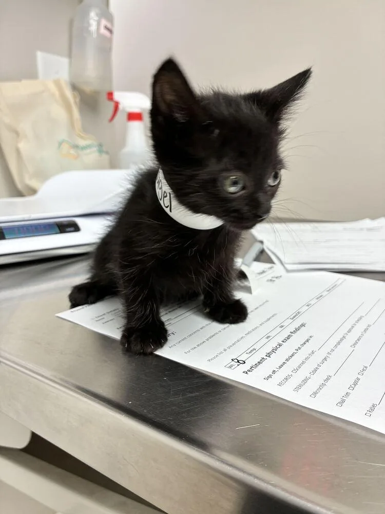 A baby small-sized female Black Domestic Short Hair cat named Bagel for adoption in Marietta, GA