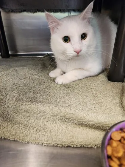 An adult small-sized male Domestic Short Hair cat named Gill for adoption in Independence, MO