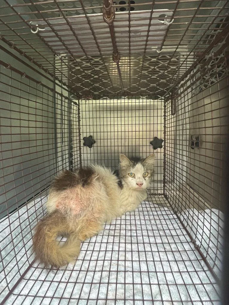 A young small-sized female Domestic Medium Hair cat named Genesis for adoption in New Braunfels, TX