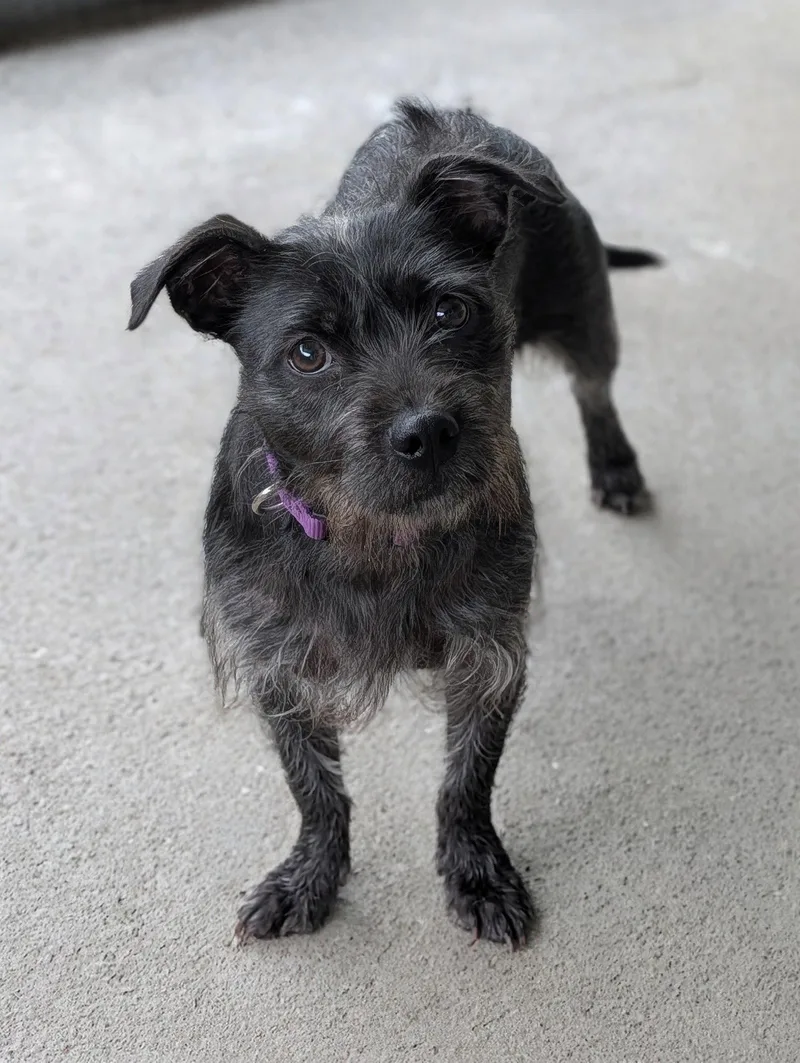 An adult medium-sized female Wire Fox Terrier dog named Brooke Cuteness Overload for adoption in Oakhurst, NJ