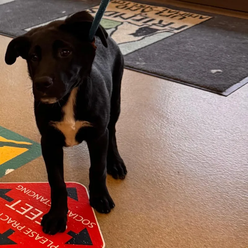 A baby small-sized female Black Labrador Retriever dog named Gemma for adoption in Upland, CA