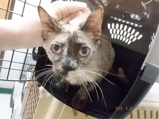 A young small-sized female Siamese cat named Peaches for adoption in Oroville, CA