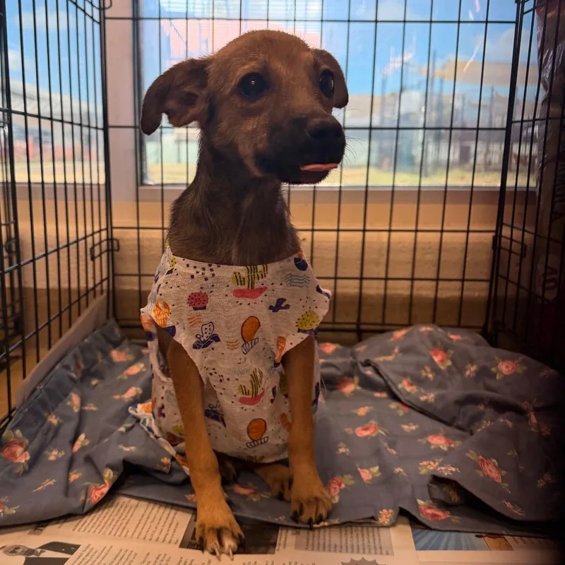 A baby small-sized female Brown / Chocolate Chihuahua dog named Miss Charlotte for adoption in San Antonio, TX