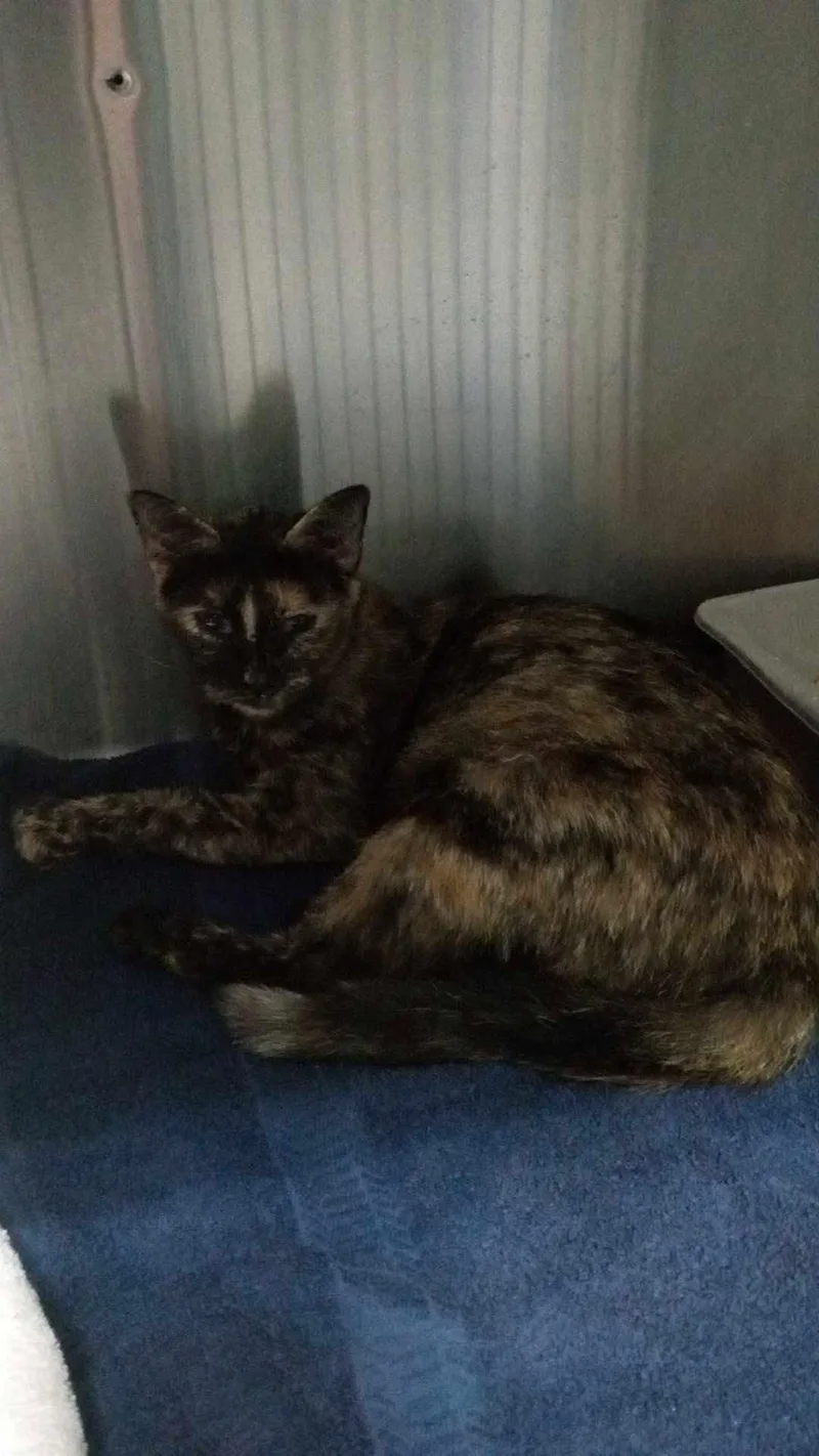 An adult medium-sized female Tortoiseshell Domestic Short Hair cat named Unknown for adoption in Burgaw, NC