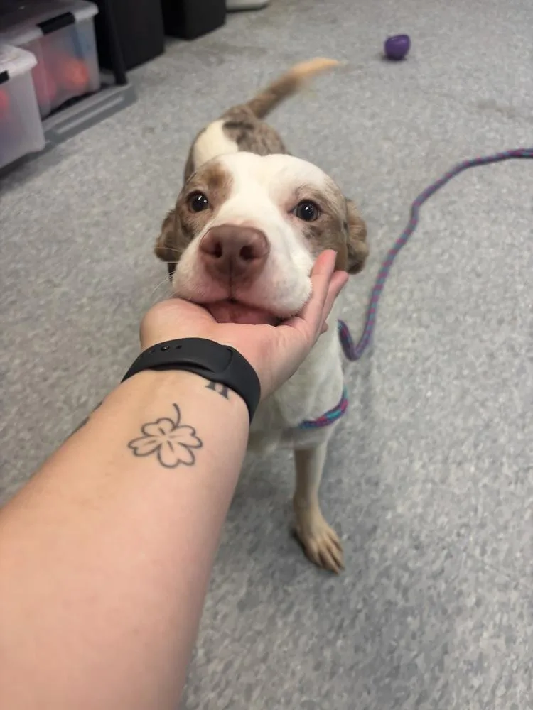 A baby medium-sized male Mixed Breed dog named Pascal for adoption in Clinton Township, MI