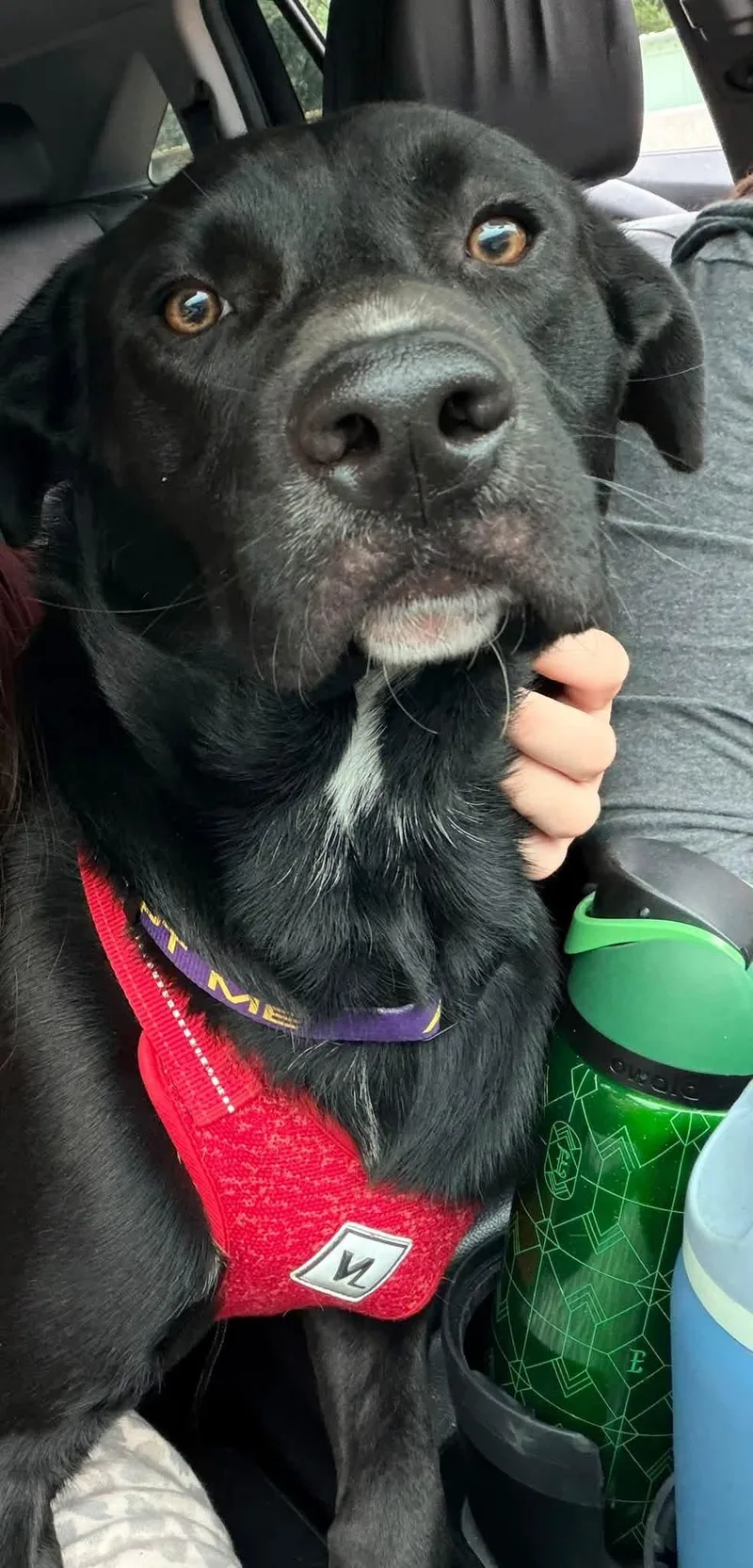 An adult large-sized male Black Labrador Retriever dog named Rufus for adoption in Nesquehoning, PA