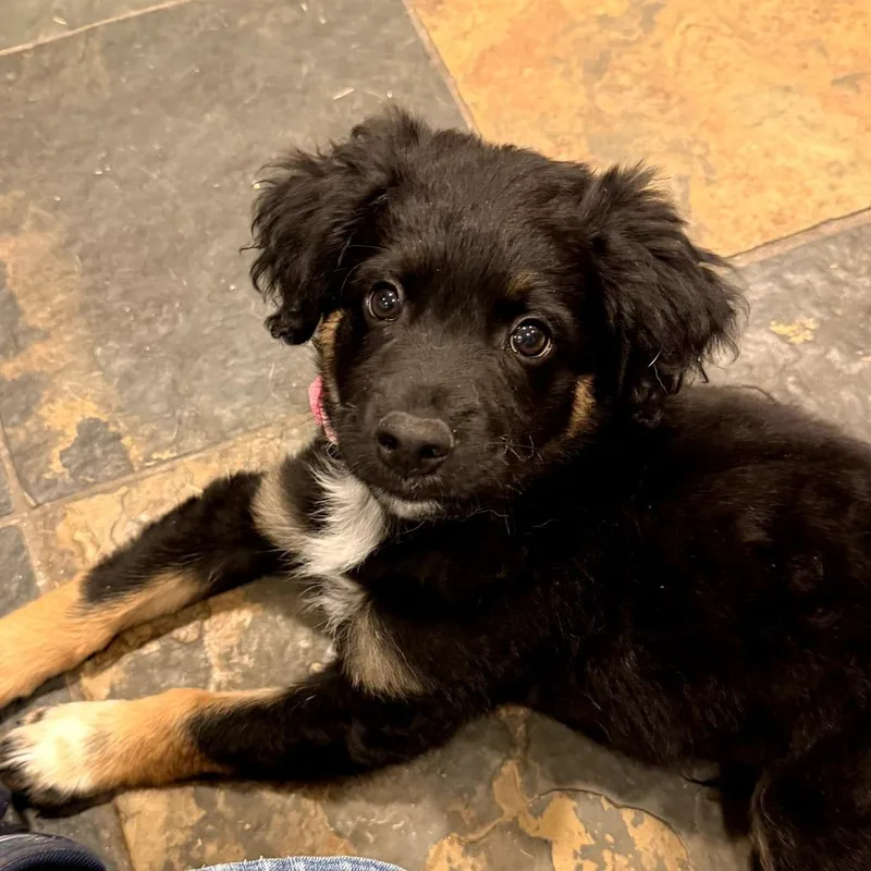 A baby small-sized male Black Border Collie dog named Habanero for adoption in Briarcliff Manor, NY