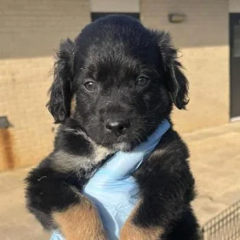 Habanero thumbnail 2