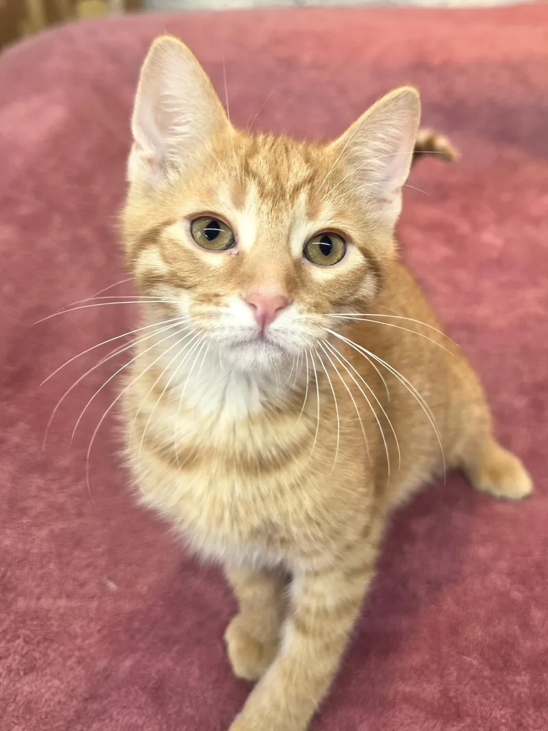 A baby small-sized male Tabby (Orange / Red) Domestic Short Hair cat named Fergus for adoption in Avon Lake, OH