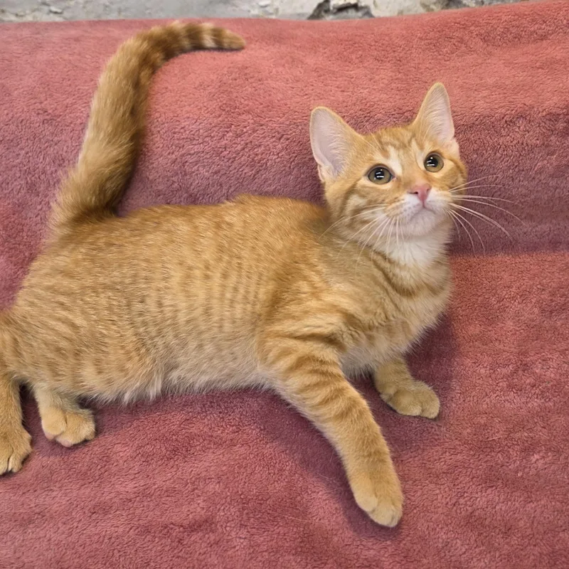 Fergus thumbnail 4