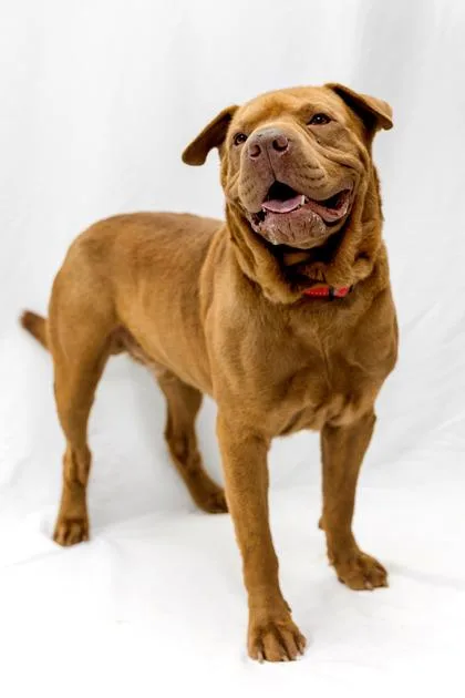 Brutus