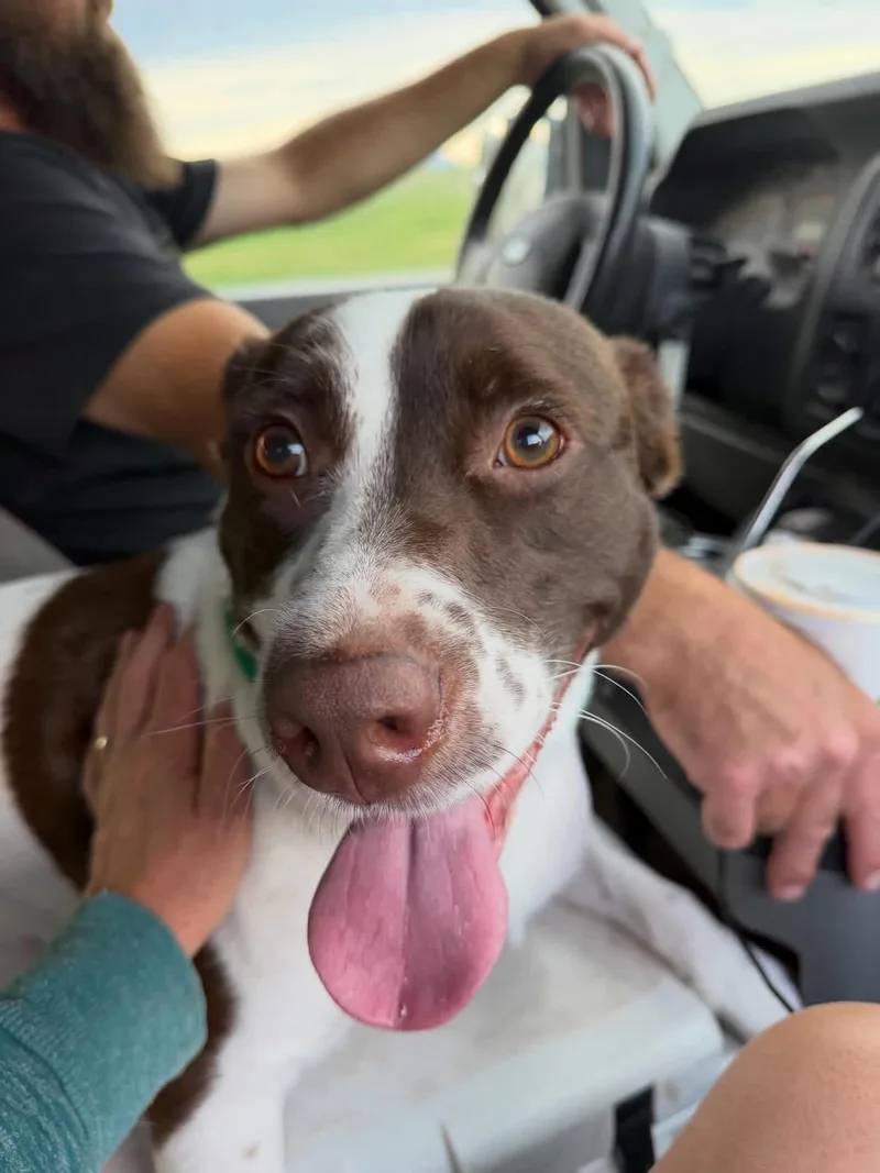 A young medium-sized male Mixed Breed dog named Bandit for adoption in Wilsall, MT