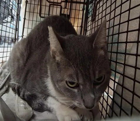 An adult large-sized female Domestic Short Hair cat named Banana for adoption in Van Nuys, CA