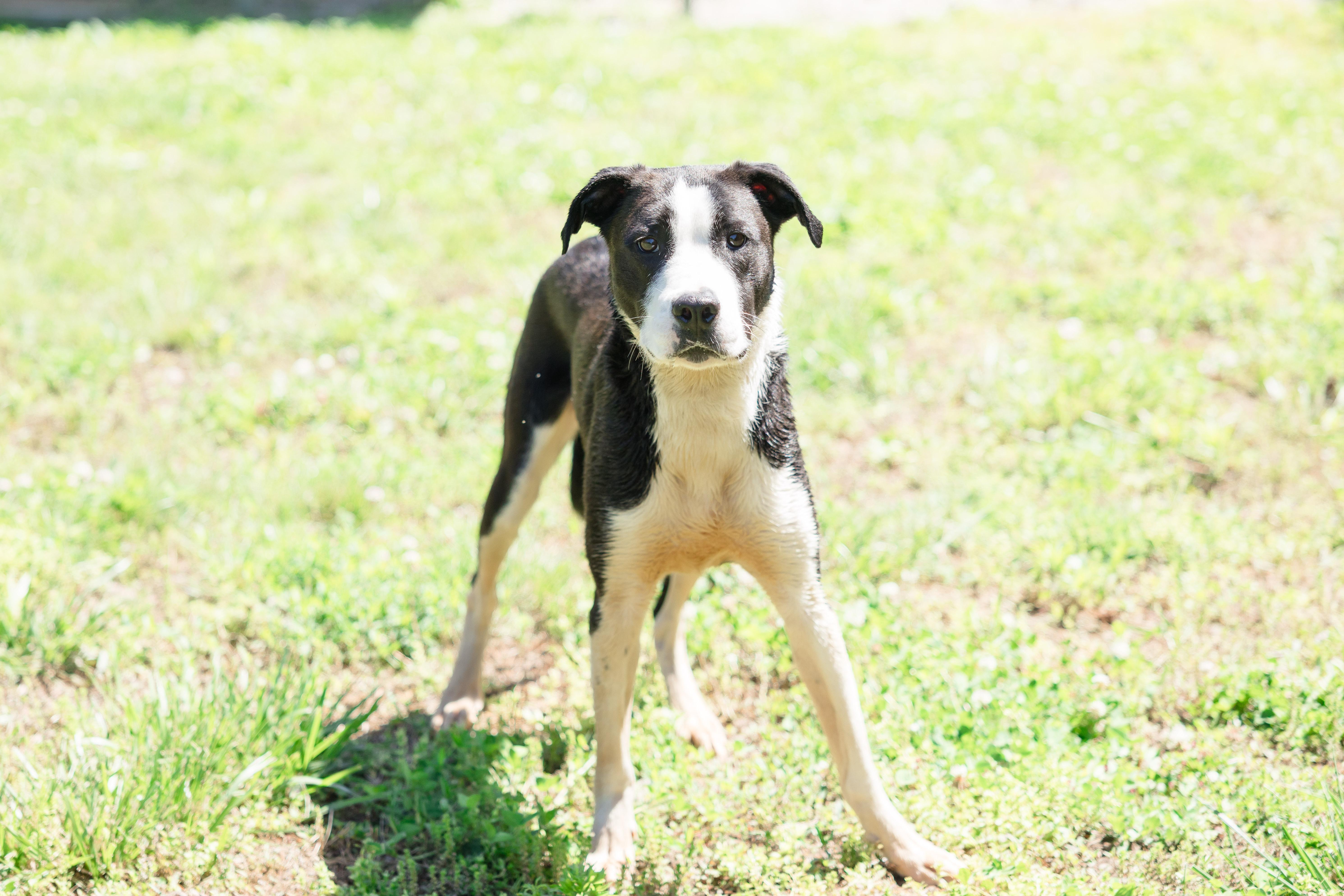 An adult medium-sized male Labrador Retriever dog named Orion for adoption in Newburgh, IN