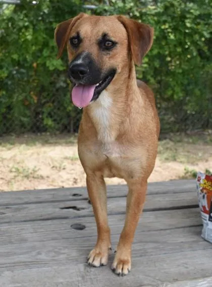 An adult medium-sized female Golden Black Mouth Cur dog named Eileen for adoption in Inverness, FL