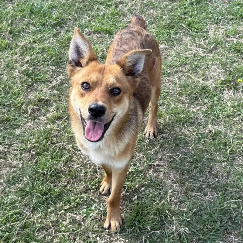 Jake From State Farm