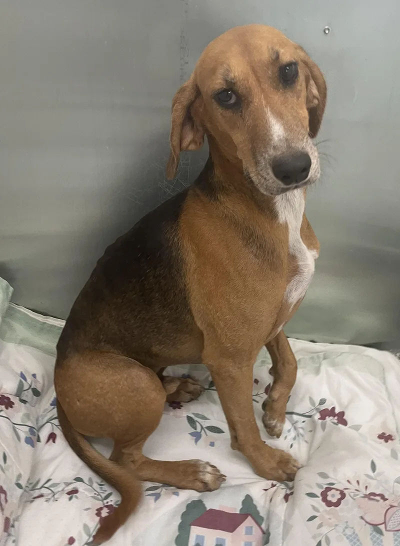 An adult medium-sized male Black American Foxhound dog named Brewer for adoption in Manning, SC