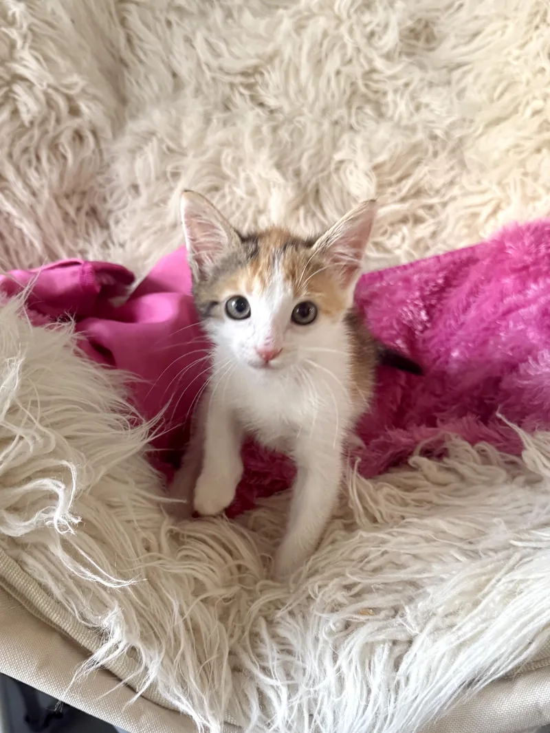 A young medium-sized female Calico Domestic Short Hair cat named Angela for adoption in Jefferson, LA