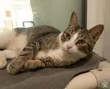 An adult medium-sized male Brown / Chocolate Domestic Short Hair cat named Jesse for adoption in Potsdam, NY