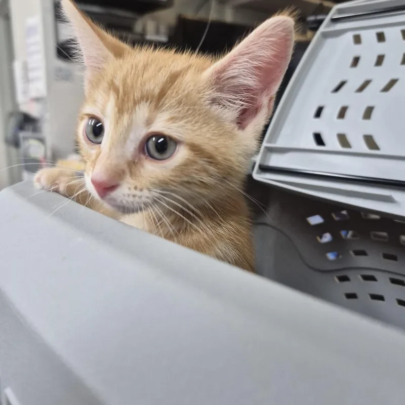 A baby small-sized male Orange / Red Domestic Short Hair cat named Jockey for adoption in Newark, NJ