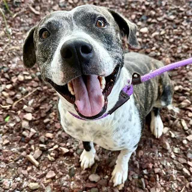 An adult large-sized female Pit Bull Terrier dog named Rhubarb for adoption in Mesa, AZ