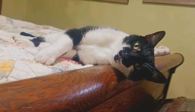 A senior medium-sized female Domestic Short Hair cat named HadleyS for adoption in Youngsville, NC