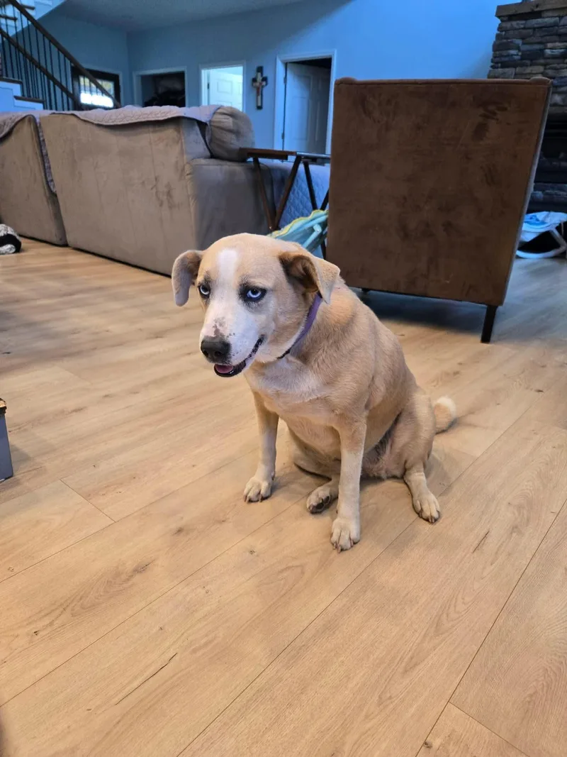 An adult medium-sized female Mixed Breed dog named Dasiy for adoption in Stratham, NH