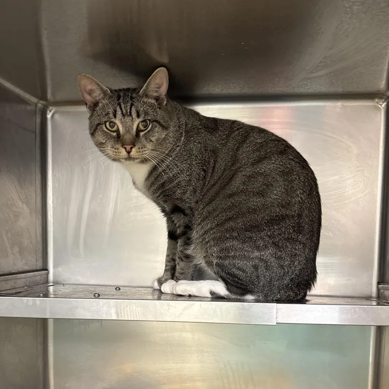 An adult large-sized male American Bobtail cat named Chirp for adoption in Galax, VA