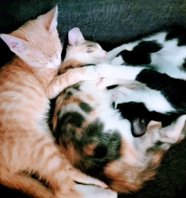 A baby small-sized male Tabby (Orange / Red) Tabby cat named Moon for adoption in Mesa, AZ