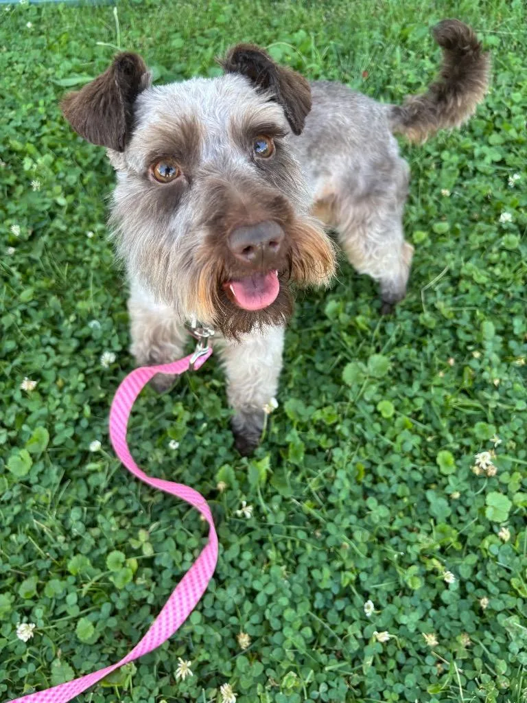 An adult medium-sized male Schnauzer dog named Bruno for adoption in Wabash, IN