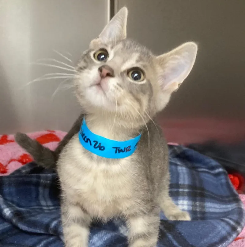 A baby medium-sized male Domestic Short Hair cat named Falcon for adoption in Youngsville, NC