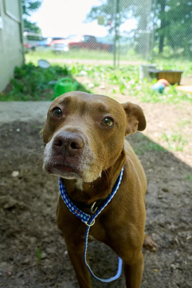 A young medium-sized female Brown / Chocolate Terrier dog named Luna for adoption in Floyd, VA