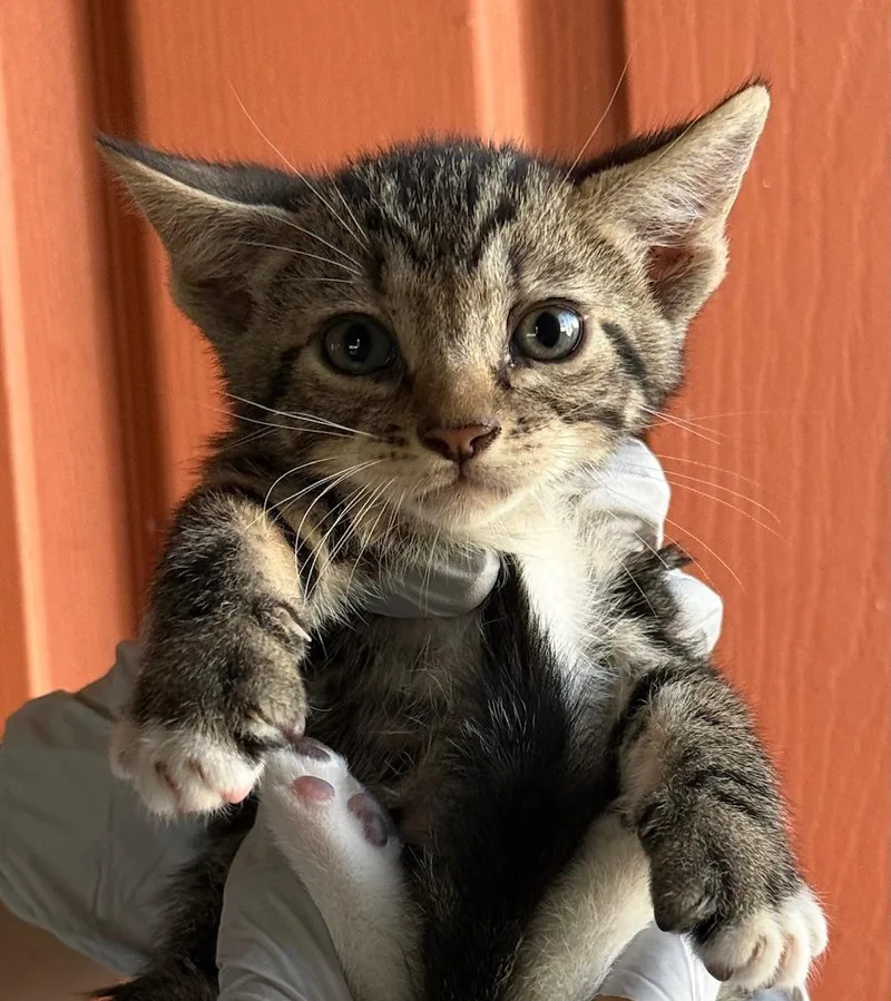 A baby medium-sized male Gray & White Domestic Short Hair cat named Harry for adoption in Huntington Beach, CA