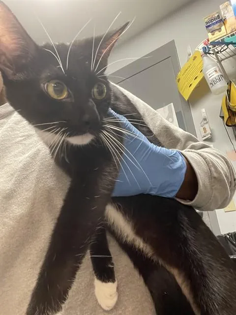 A young medium-sized female Domestic Short Hair cat named Jazz for adoption in Tallahassee, FL