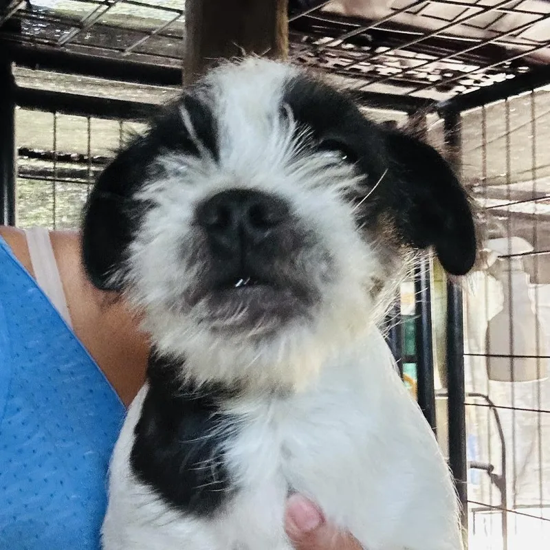 A baby small-sized female White / Cream Pug dog named Maggie for adoption in Sonoma, CA