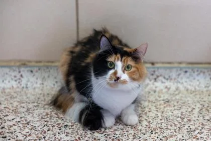 Molli