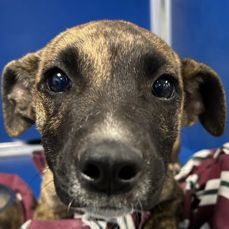 A baby medium-sized male Mixed Breed dog named Pantera for adoption in Las Cruces, NM