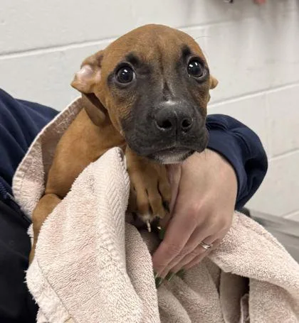 A baby small-sized male Brown / Chocolate Mixed Breed dog named Bubba for adoption in Kansas City, MO