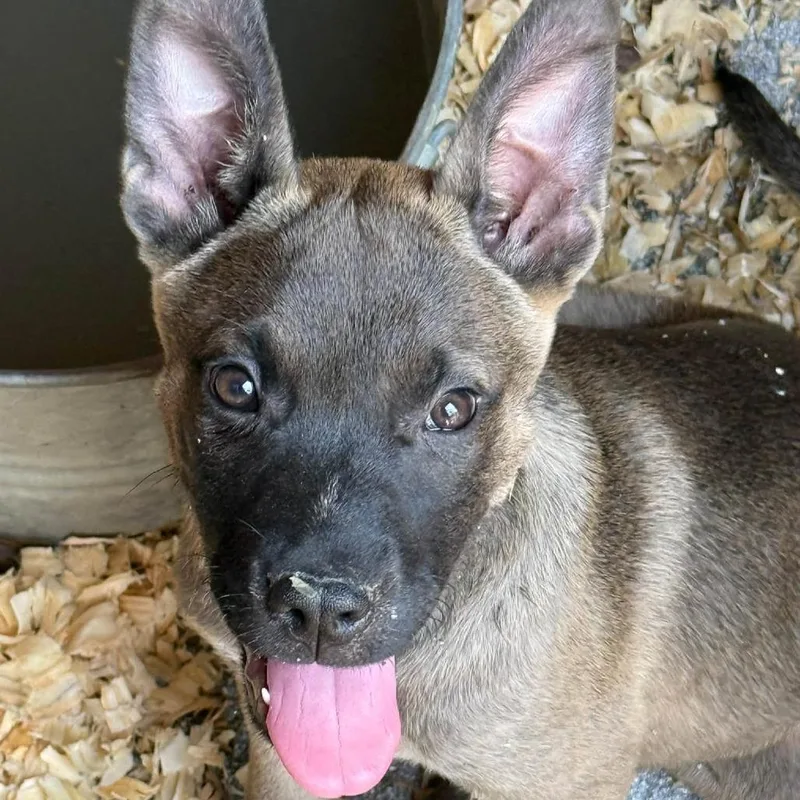 A baby medium-sized male Brown / Chocolate Dutch Shepherd dog named Eastwood for adoption in Rochester, MN