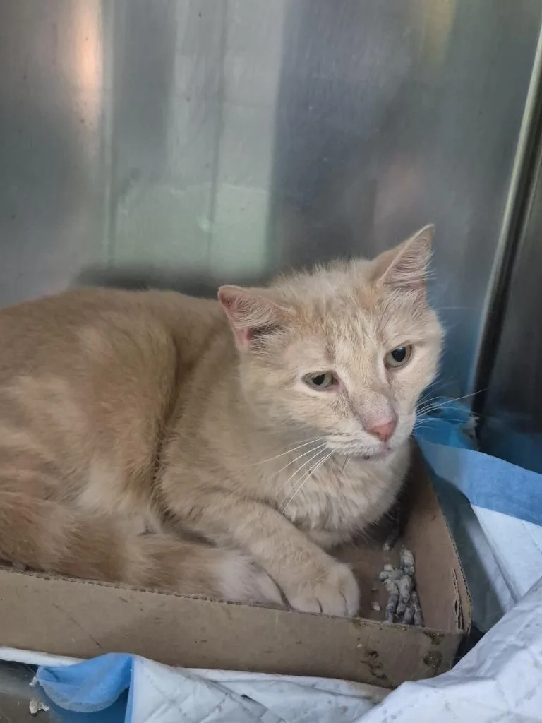 A senior medium-sized male Domestic Short Hair cat named Peaches for adoption in Cincinnati, OH