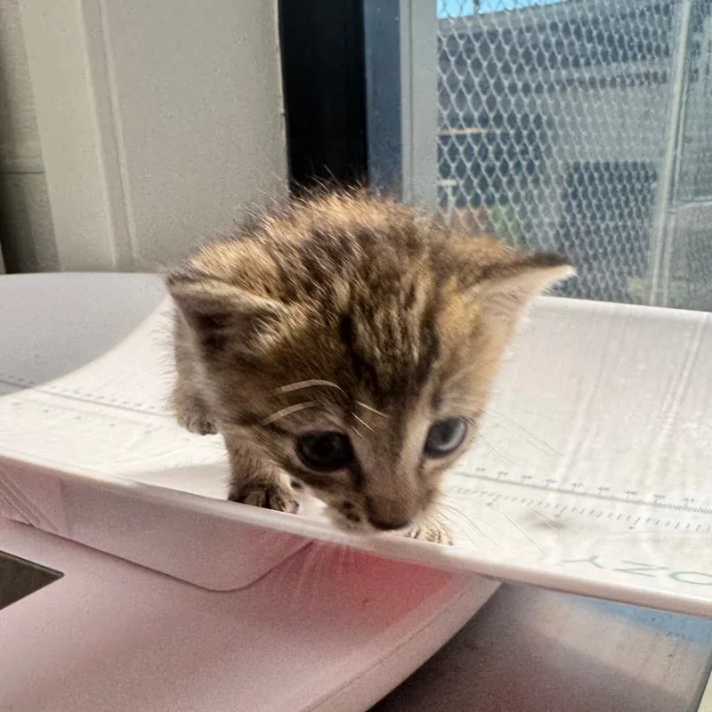 A baby small-sized female Brown / Chocolate Domestic Short Hair cat named Gopher for adoption in Columbiana, AL