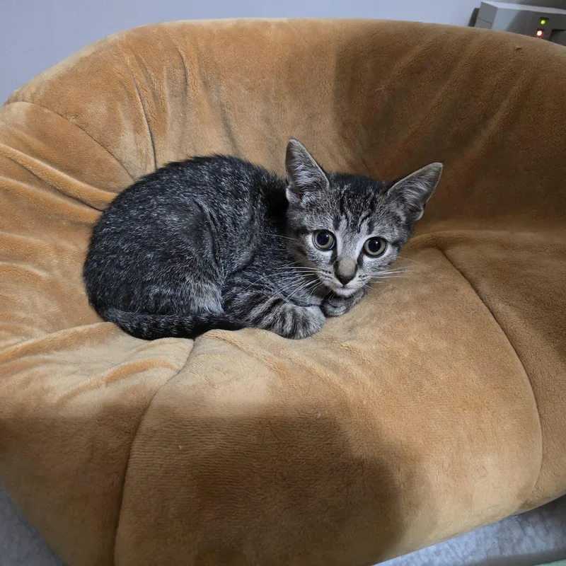 A baby medium-sized female Tabby (Gray / Blue / Silver) Tabby cat named Keeley for adoption in Sewaren, NJ