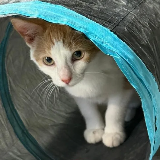 A young small-sized female Orange & White Domestic Short Hair cat named Cass for adoption in Gresham, WI