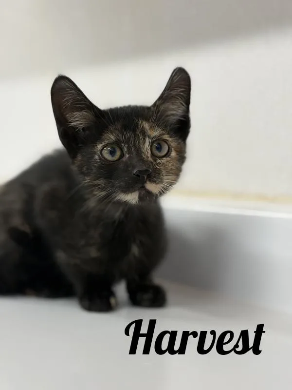 A baby medium-sized female Tortoiseshell Domestic Short Hair cat named Harvest for adoption in Manistee, MI