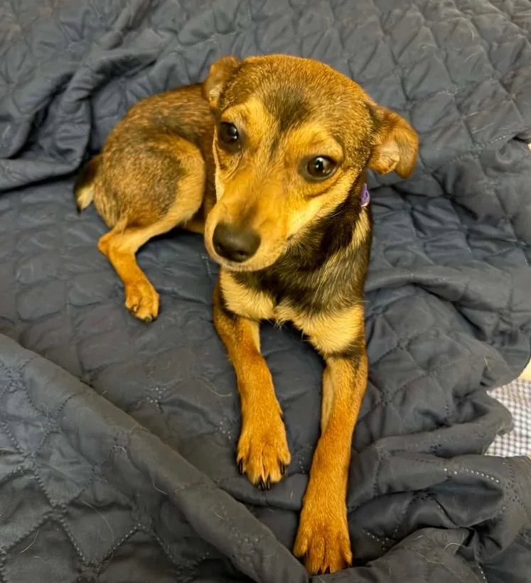 A young small-sized female Chihuahua dog named Blossom In Tx for adoption in Cranston, RI